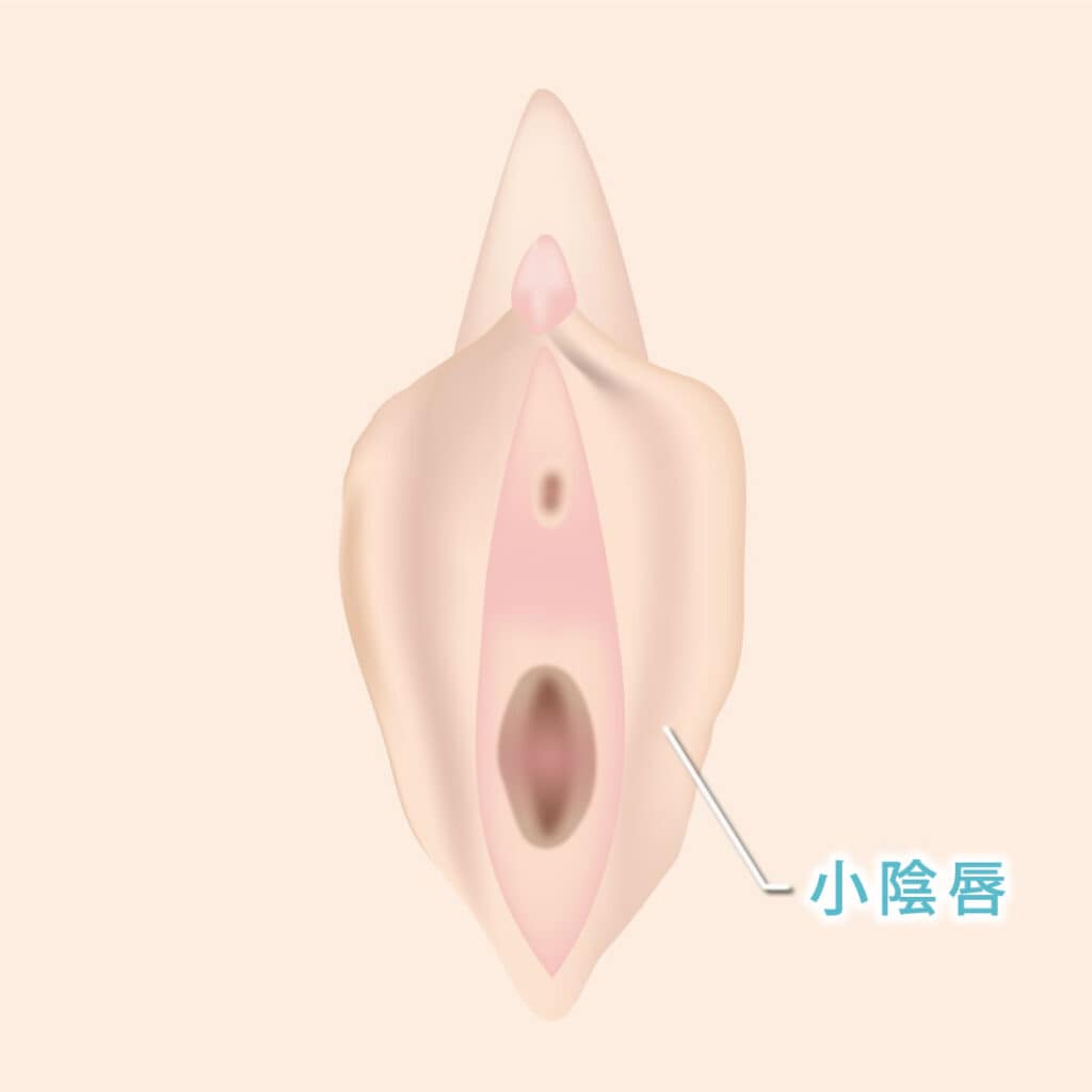 小陰唇の図解