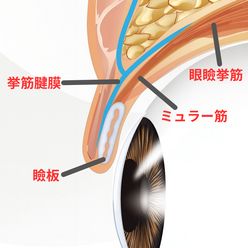 目の構造