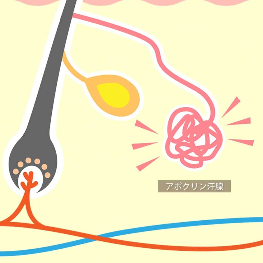 アポクリン汗腺のイメージ