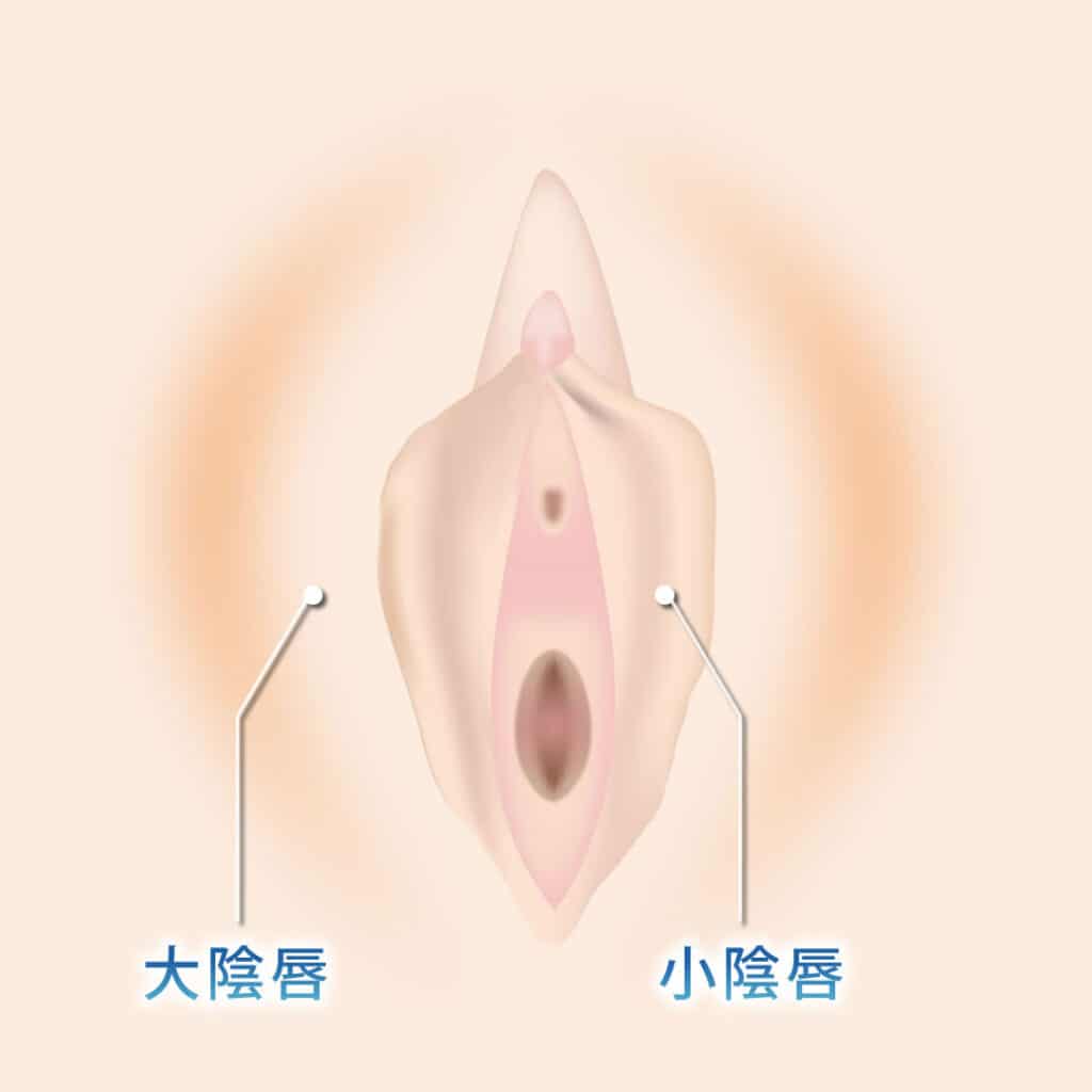 大陰唇と小陰唇の場所の図解